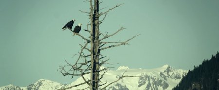 Сахарная гора (2016)